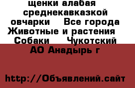 щенки алабая ( среднекавказкой овчарки) - Все города Животные и растения » Собаки   . Чукотский АО,Анадырь г.